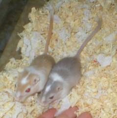 T�hti (vas.) ja veli T�p� (oik.)