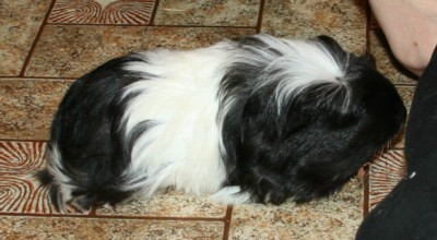 Titta