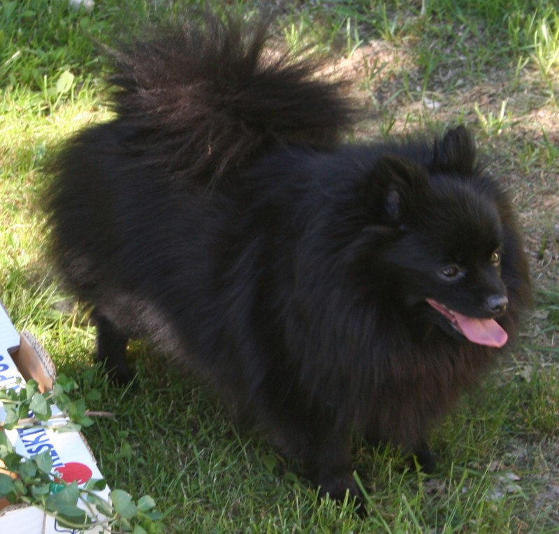 Ronja