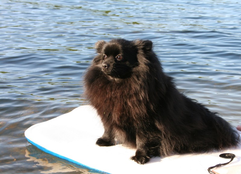 Ronja lautalla