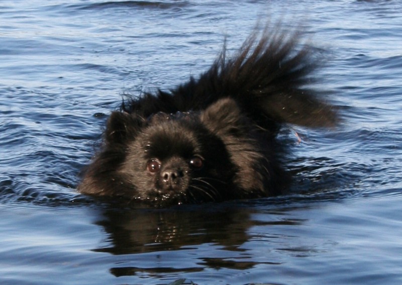 Ronja ui