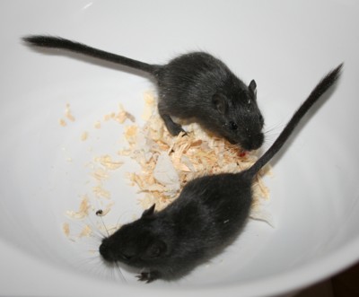 &Auml;&auml;ni ylemp&auml;n&auml;, &Auml;rr&auml; alempana