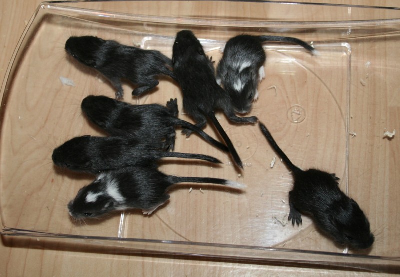 Poikuekuva vaakakuppi