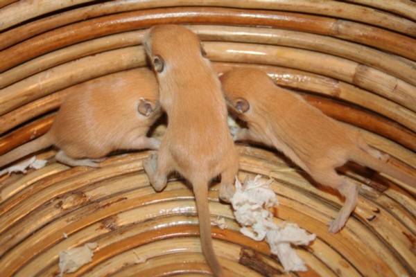 &Aring;3-poikue vertailua