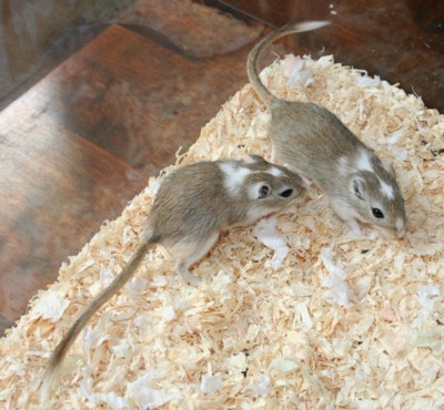 Canada ja Comedy nuorena