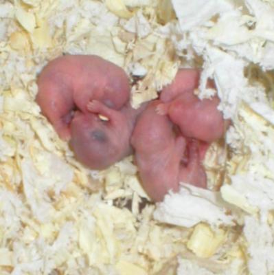 Ensimm&auml;inen kuva I2-vauvoista 16.4