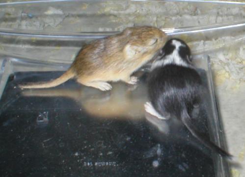 J&ouml;r&ouml; (vas) ja Juoni 2 vk