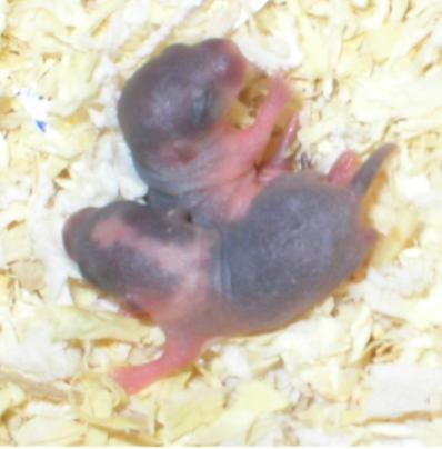 J2-vauvat alle 1 vrk