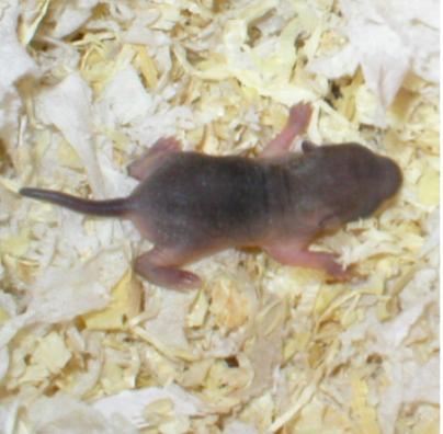 J&ouml;r&ouml; 2 vrk