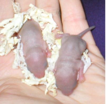 K2-vauvat 1 vk (tasan)