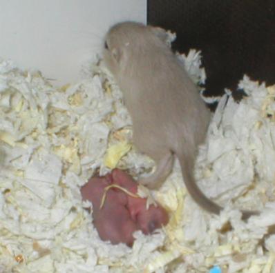 K2-vauvat 4 vrk, helatorstai, yll&auml; isosisko