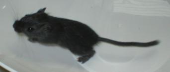 Kiki l&auml;hes 6 vkoa