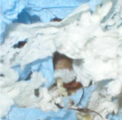 Pilkahdus pes&auml;ss&auml; 11.11