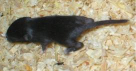 Minni tai siis Mikki 13 vrk