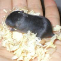 Minni tai siis Mikki 9 vrk