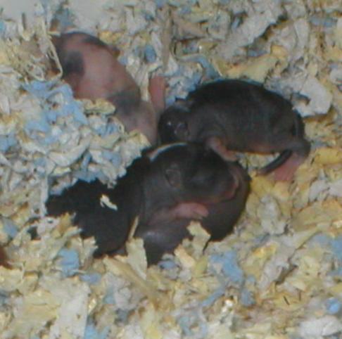 Havaittu pes&auml;ss&auml; 11.11