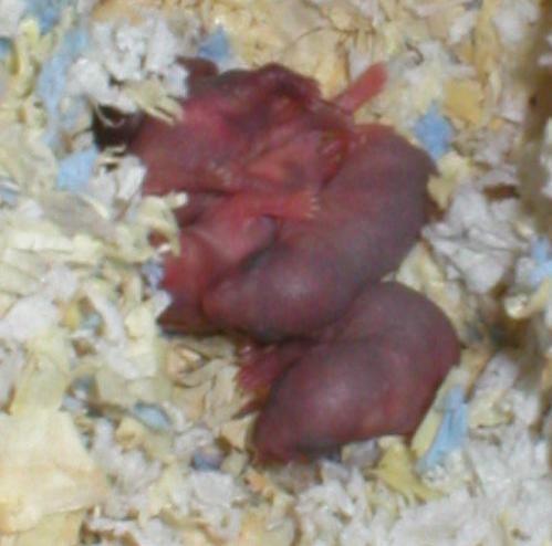 Havaittu pes&auml;ss&auml; 19.11 aamulla