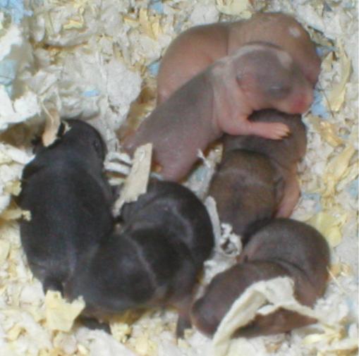 Ik&auml;&auml; 1 viikko