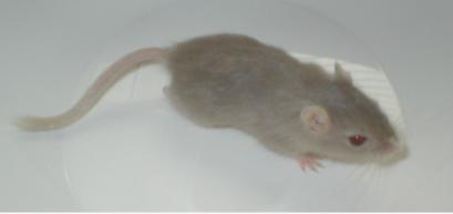 Otto l&auml;hes 6 vkoa