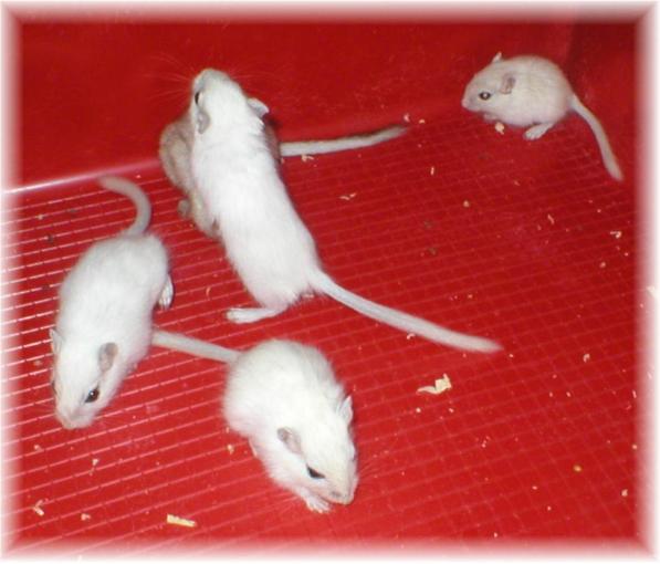 P2-poikaset 5 viikkoa 29.1.2006