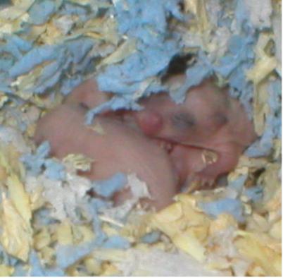 P2-vauvat 27.12.2005