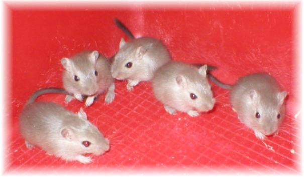 Q2-poikaset 29.1.2006