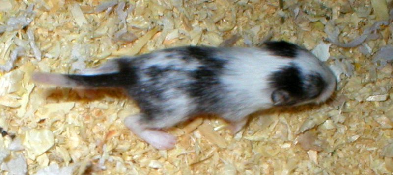 R2-variegated 13 vrk 5.5.2006