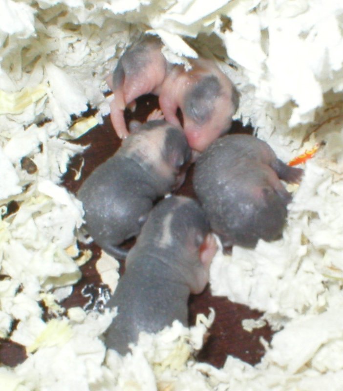 R2-poikaset 3 vrk 25.4.2006