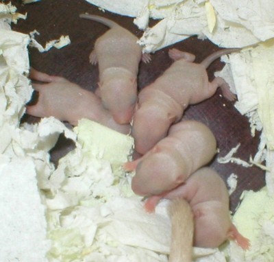 S2-poikaset 6 vrk 5.5.2006