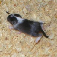 Ukko tai siis Uuna 13 vrk