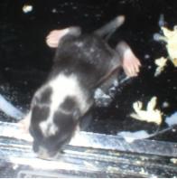 Ukko tai siis Uuna 9 vrk