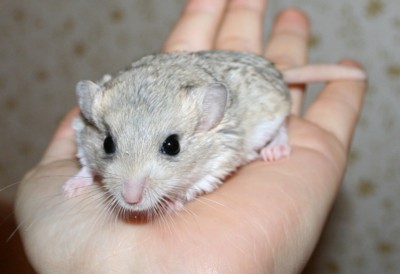 Nova k&auml;dell&auml;